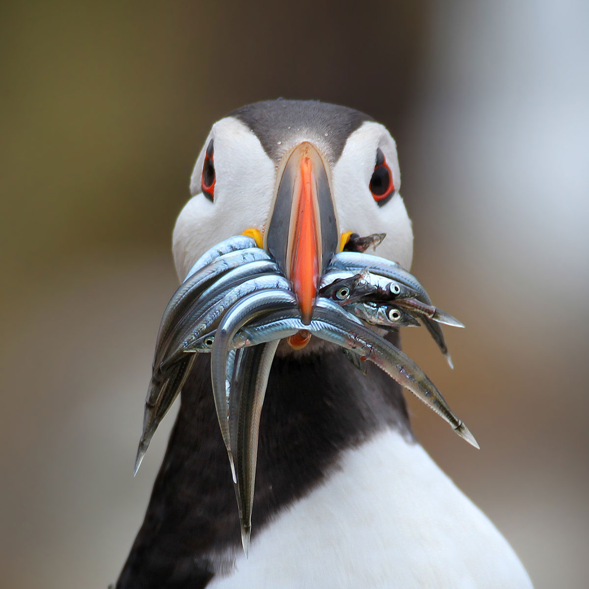 Atlantic Puffin