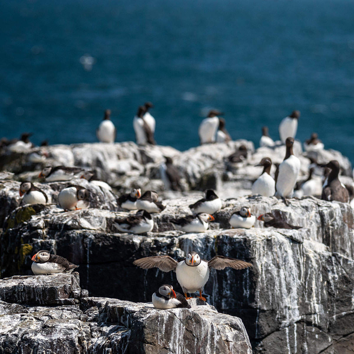 A variety of marine birds perched on a rock