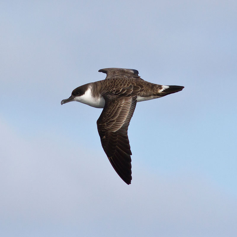 Shearwater