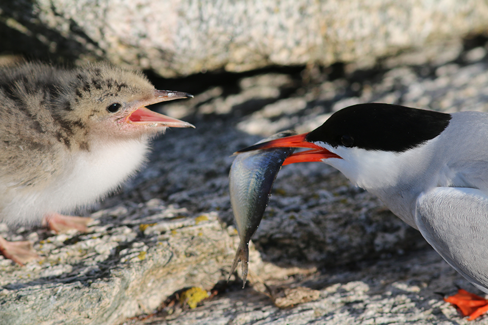 Arctic tern feeding sand lance to chick