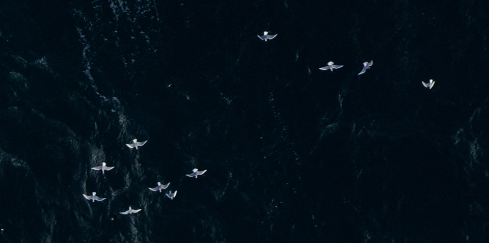 Bonaparte's Gull