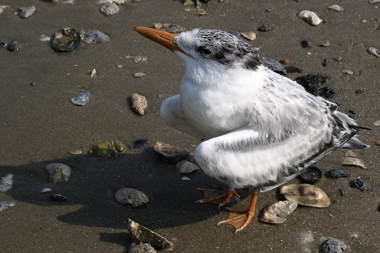 Aerial Counts of Seabird Colonies in South Carolina Atlantic Marine