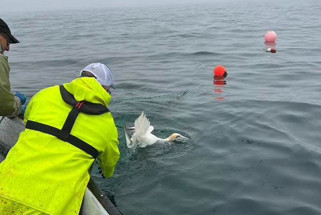 A gannet being freed from fishing gear. Photo: Robert Blackmore/Memorial University