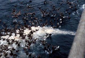 Seabirds gathered near fishing vessel waste discharge. Photo: National Oceanic and Atmospheric Administration